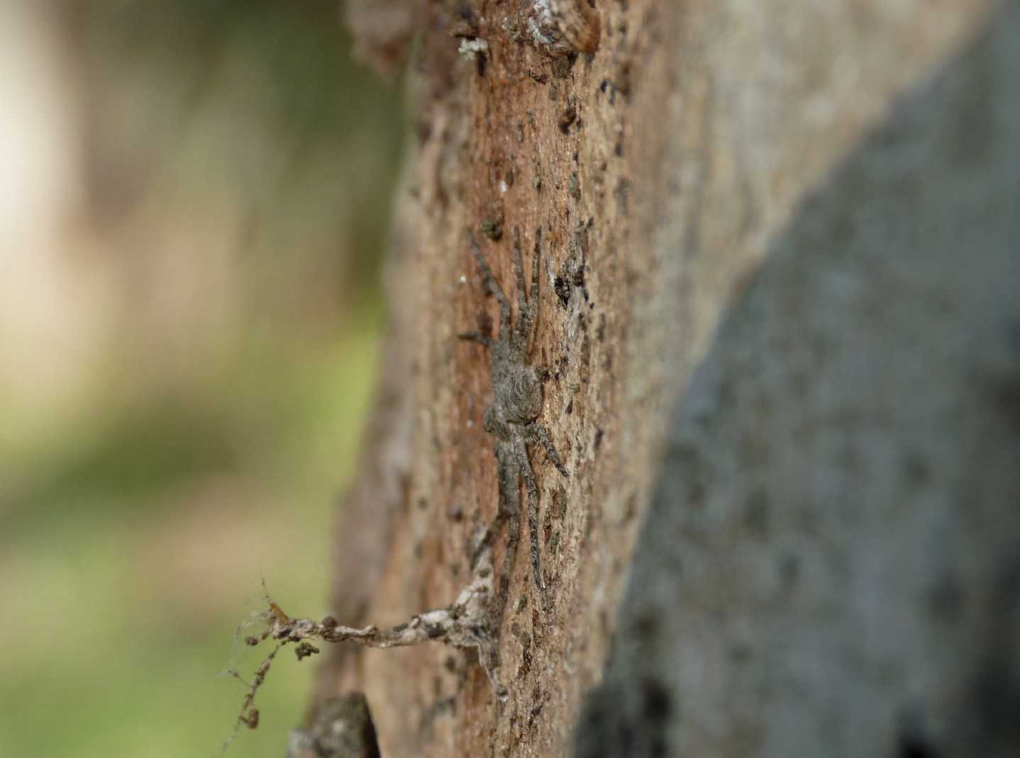 Ragno piatto - Philodromus margaritatus